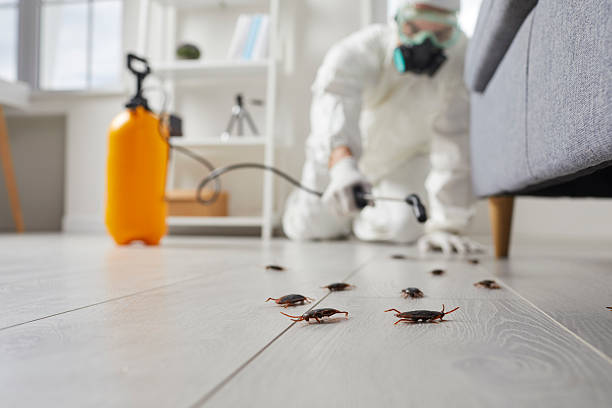Trusted Cockroach Control service in Sun City West, AZ - Nex Pest Control